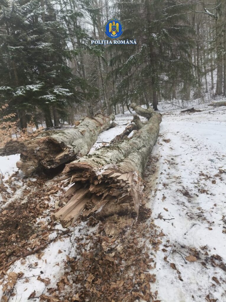 flagrant furt copaci Gura Teghii Poliția Buzău