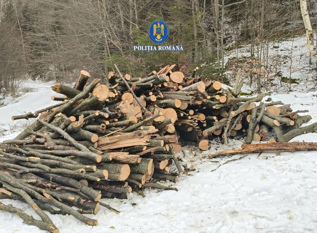 flagrant furt copaci Gura Teghii Poliția Buzău