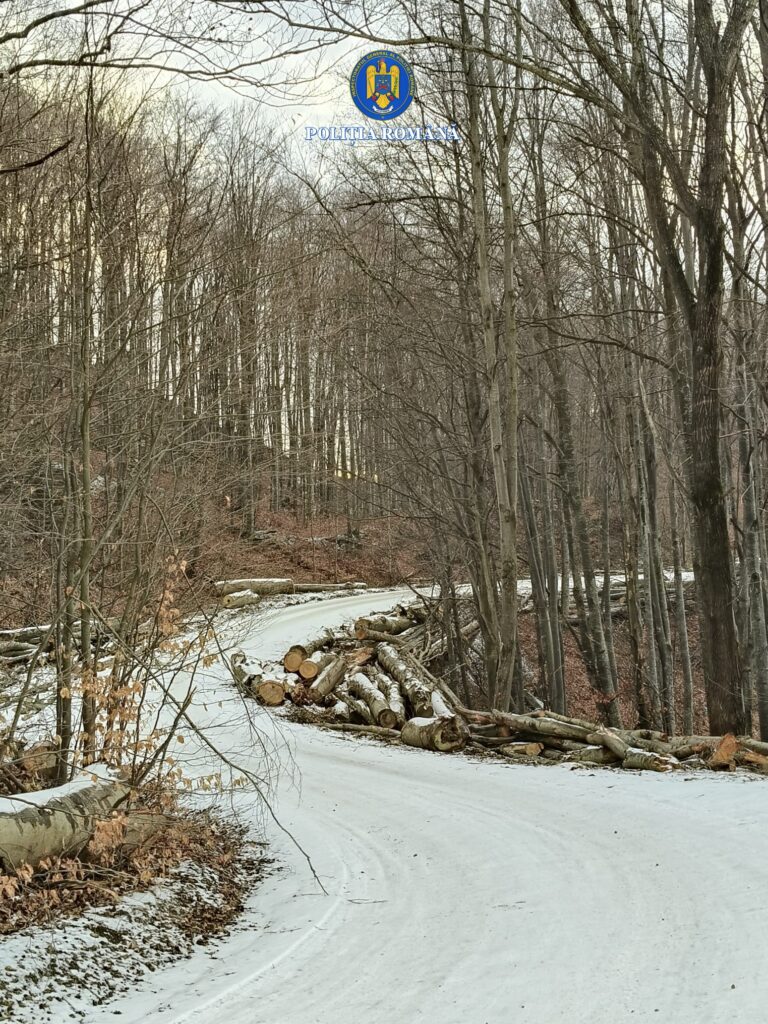 flagrant furt copaci Gura Teghii Poliția Buzău