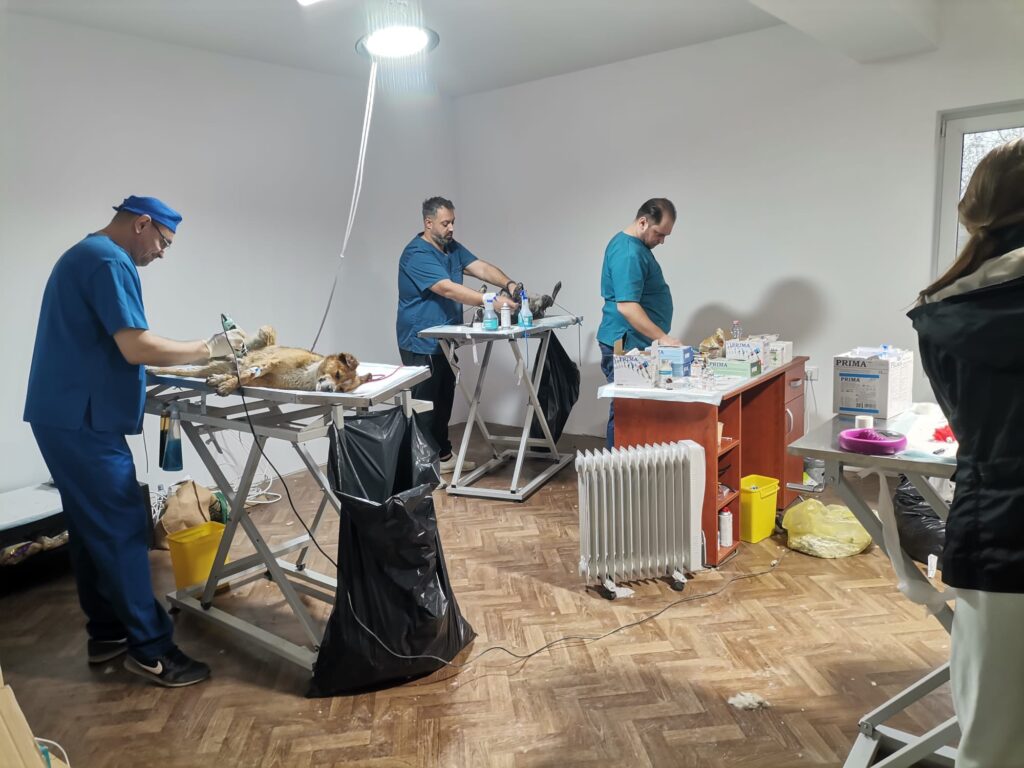 campanie sterilizare gratuită câini Vernești, primar Vernești Daniel Năstase sterilizare câini