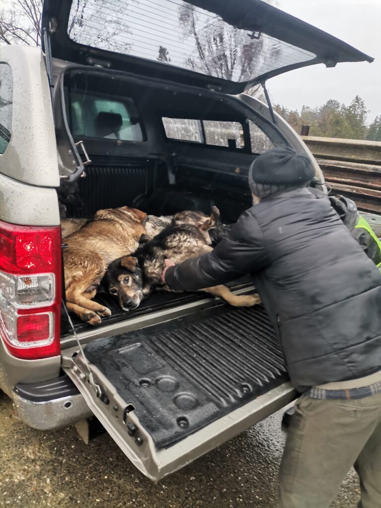 campanie sterilizare gratuită câini Vernești, primar Vernești Daniel Năstase sterilizare câini