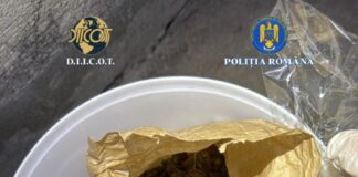 (FOTO) Plantație de canabis, în Scorțoasa. Deținătorul, arestat pentru trafic de droguri