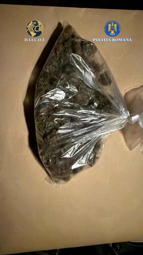 plantație canabis Scorțoasa, trafic de droguri Buzău Scorțoasa