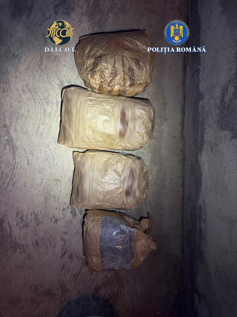 plantație canabis Scorțoasa, trafic de droguri Buzău Scorțoasa