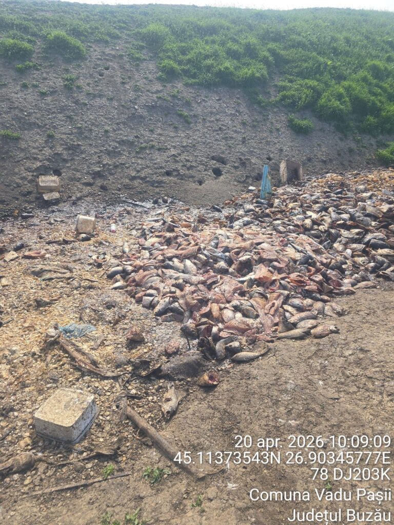 focar de infecție Vadu Pașii pește putrezit canal