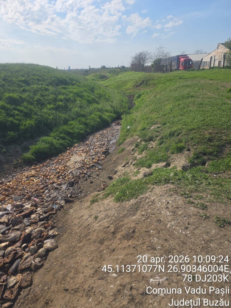 focar de infecție Vadu Pașii pește putrezit canal