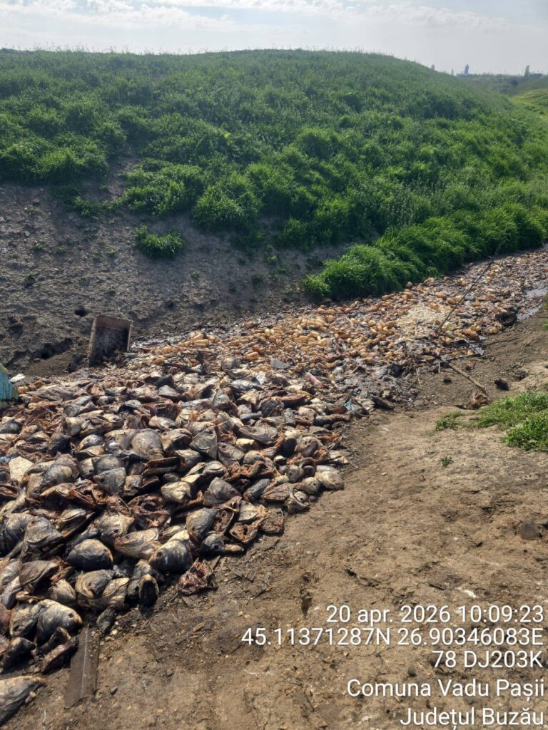 focar de infecție Vadu Pașii pește putrezit canal