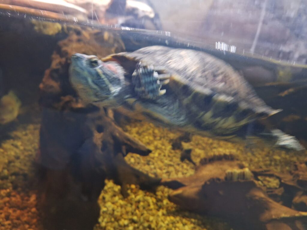 comunicat de presă Erasmus+ Liceul Teoretic Radu Vlădescu Pătrârlagele