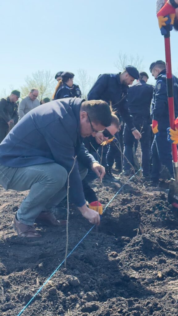 împădurire Frasinu Buzău, plantare frasini Buzău