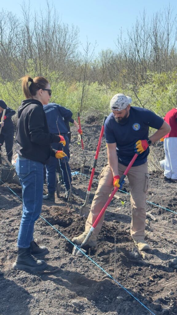 împădurire Frasinu Buzău, plantare frasini Buzău