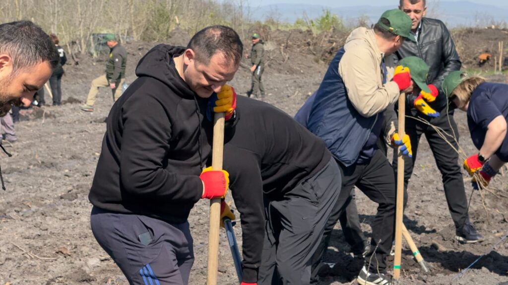 împădurire Frasinu Buzău, plantare frasini Buzău