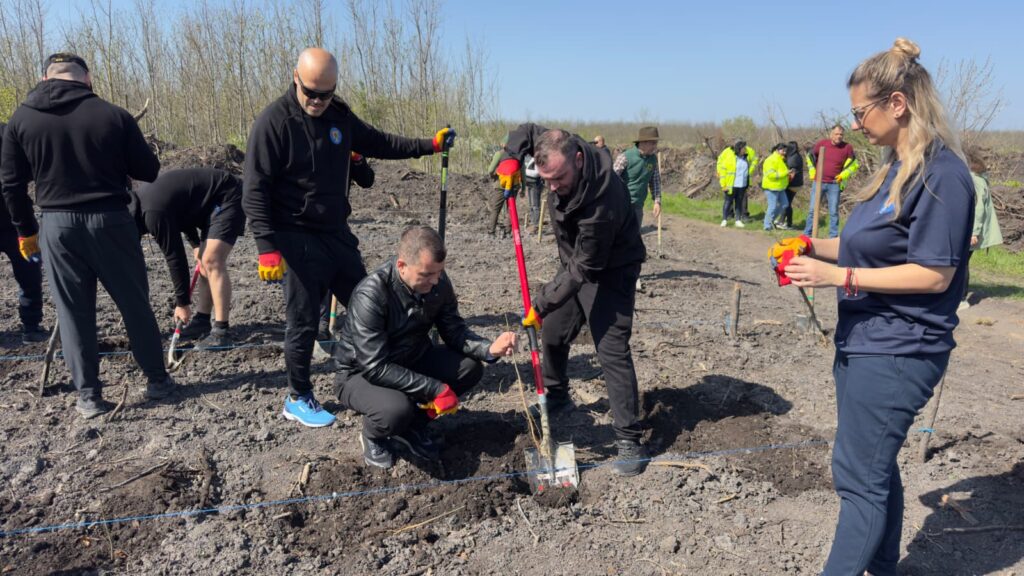împădurire Frasinu Buzău, plantare frasini Buzău