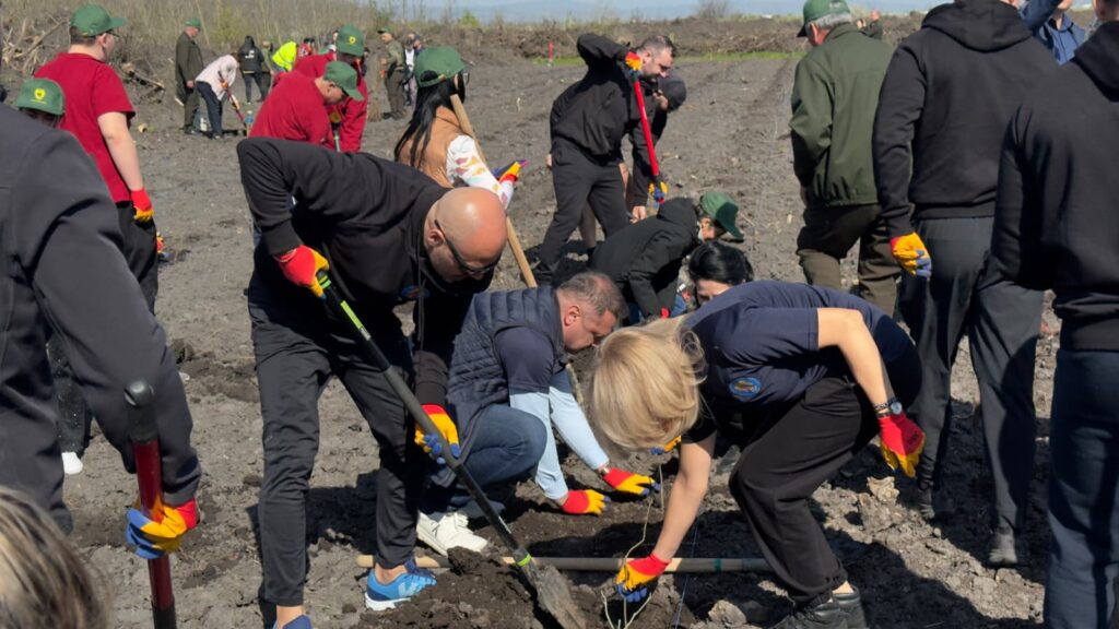 împădurire Frasinu Buzău, plantare frasini Buzău