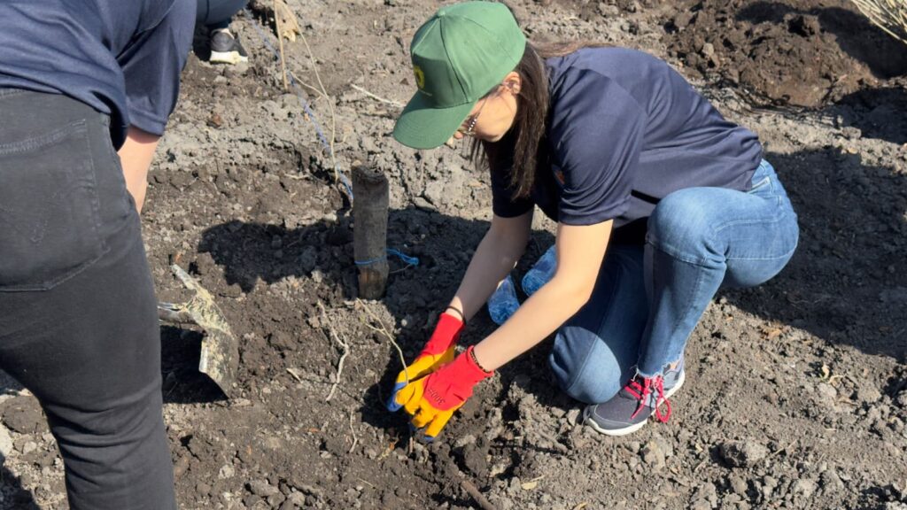 împădurire Frasinu Buzău, plantare frasini Buzău