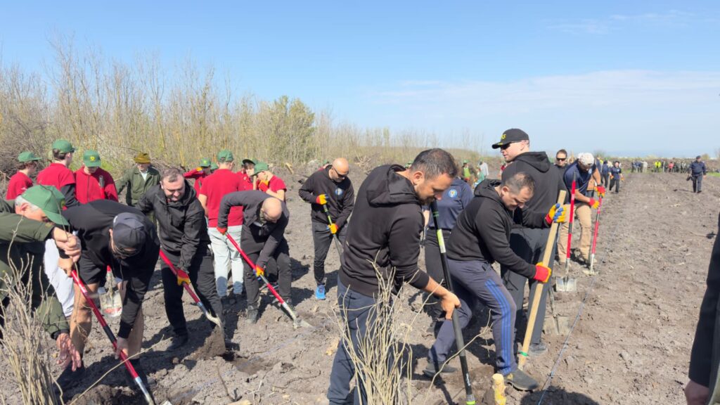 împădurire Frasinu Buzău, plantare frasini Buzău