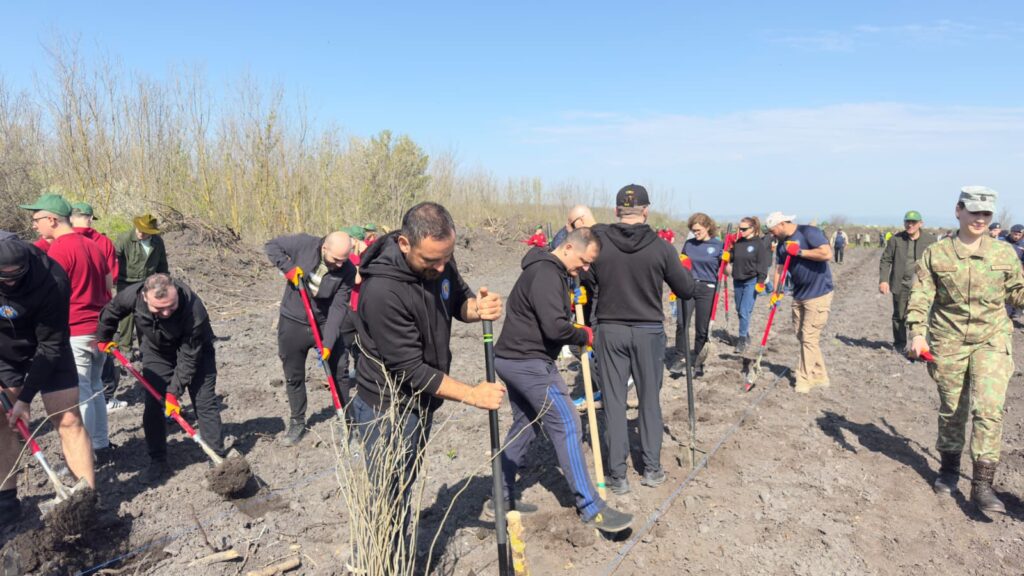 împădurire Frasinu Buzău, plantare frasini Buzău