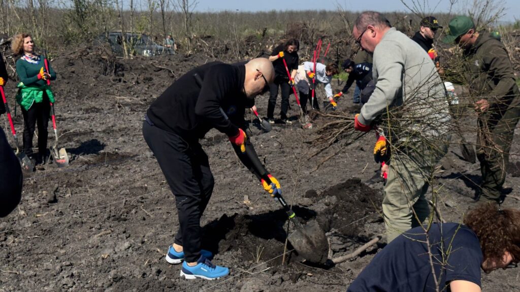 împădurire Frasinu Buzău, plantare frasini Buzău
