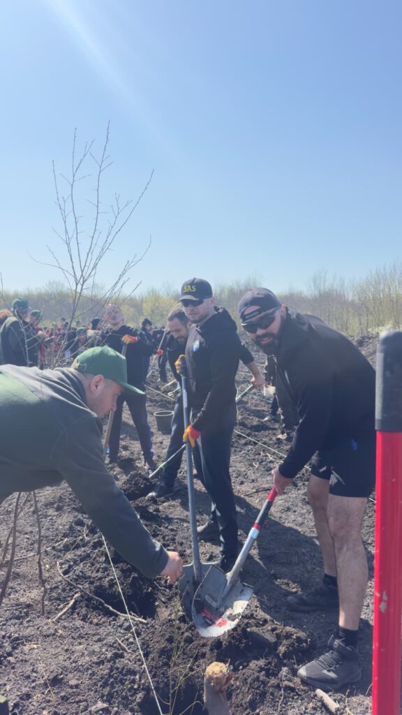 împădurire Frasinu Buzău, plantare frasini Buzău