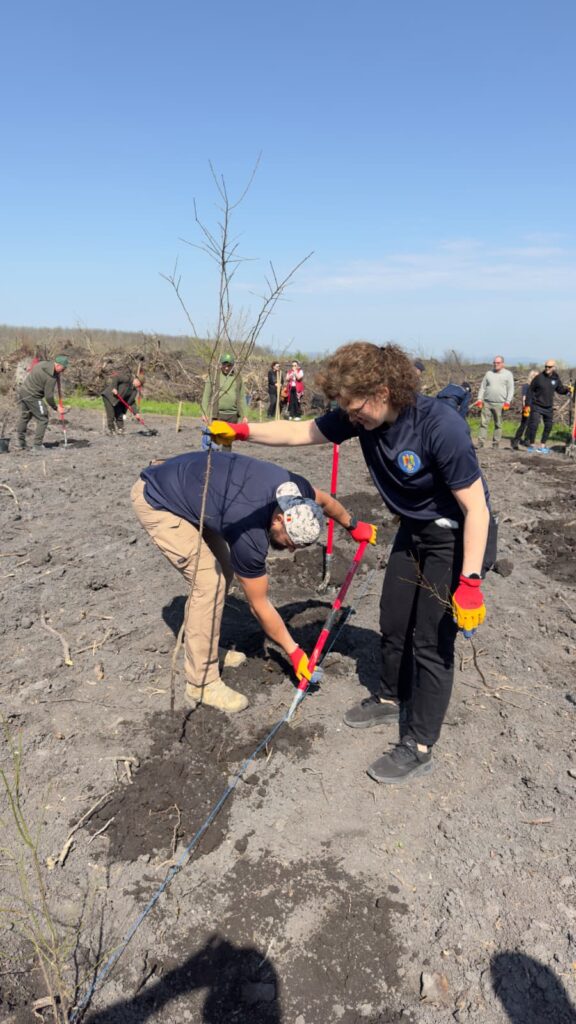 împădurire Frasinu Buzău, plantare frasini Buzău