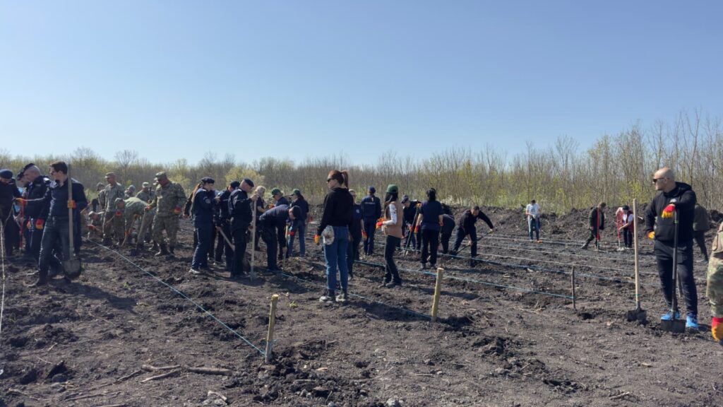 împădurire Frasinu Buzău, plantare frasini Buzău