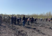 (Galerie FOTO) Peste o mie de puieți, plantați la Frasinu. Campanie a Direcției Silvice