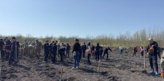 (Galerie FOTO) Peste o mie de puieți, plantați la Frasinu. Campanie a Direcției Silvice