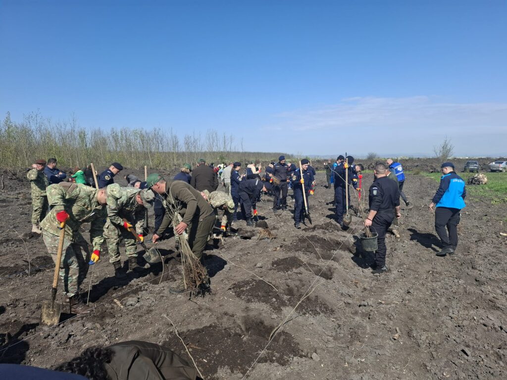 împădurire Frasinu Buzău, plantare frasini Buzău