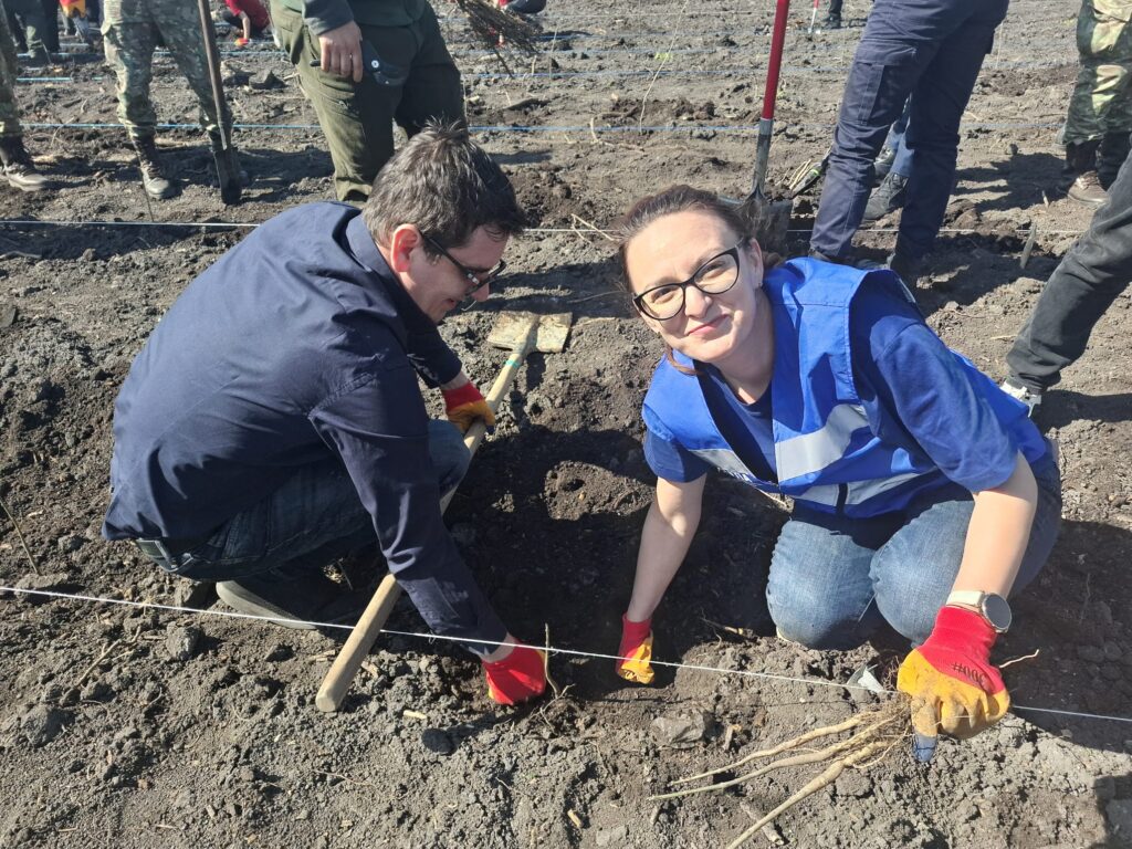 împădurire Frasinu Buzău, plantare frasini Buzău