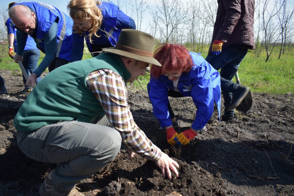 împădurire Frasinu Buzău, plantare frasini Buzău