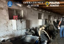 (UPDATE/VIDEO) COCHIRLEANCA. Vicele și familia, în vizor. Percheziții la un parc de dezmembrări auto