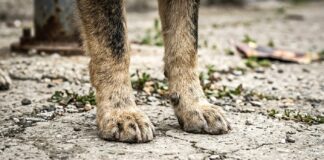 Problema maidanezilor. Buzoienii, invitați la dezbaterea publică privind înființarea serviciului de ecarisaj