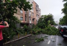Bilanț. Zeci de copaci doborâți, sute de apeluri la 112