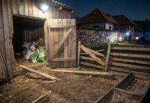 Urs într-o gospodărie din comuna Grebănu. Alarma s-a dat în miez de noapte