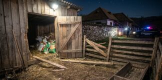 Urs într-o gospodărie din comuna Grebănu. Ro-alert, în miez de noapte